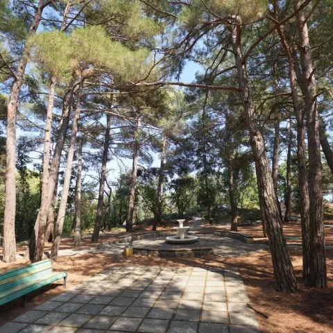 Парковая территория